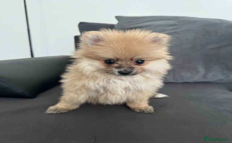 Pomeranian dogs - Advert 16