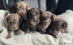 Cockapoo dogs for sale: GORGEOUS F1 MERLE COCKAPOOS HEALTH TESTED PARENTS - Image 3