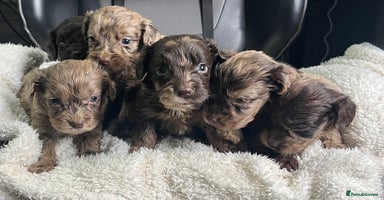 Cockapoo dogs - Advert 5