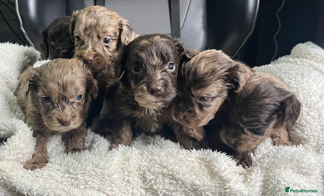 Cockapoo dogs for sale: GORGEOUS F1 MERLE COCKAPOOS HEALTH TESTED PARENTS - Image 3