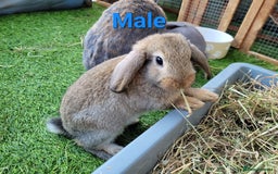 Mini Lop rabbits for sale: Beautiful Mini Lops - READY TO LEAVE - Image 1