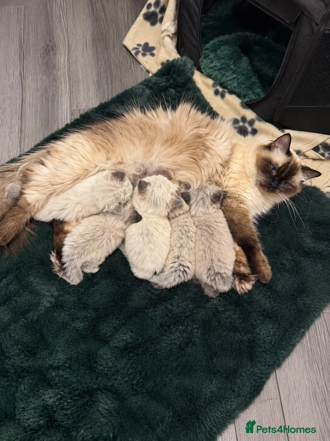 Ragdoll cats for sale: ✨ STUNNING GCCF RAGDOLL BABIES ✨ - Advert 8