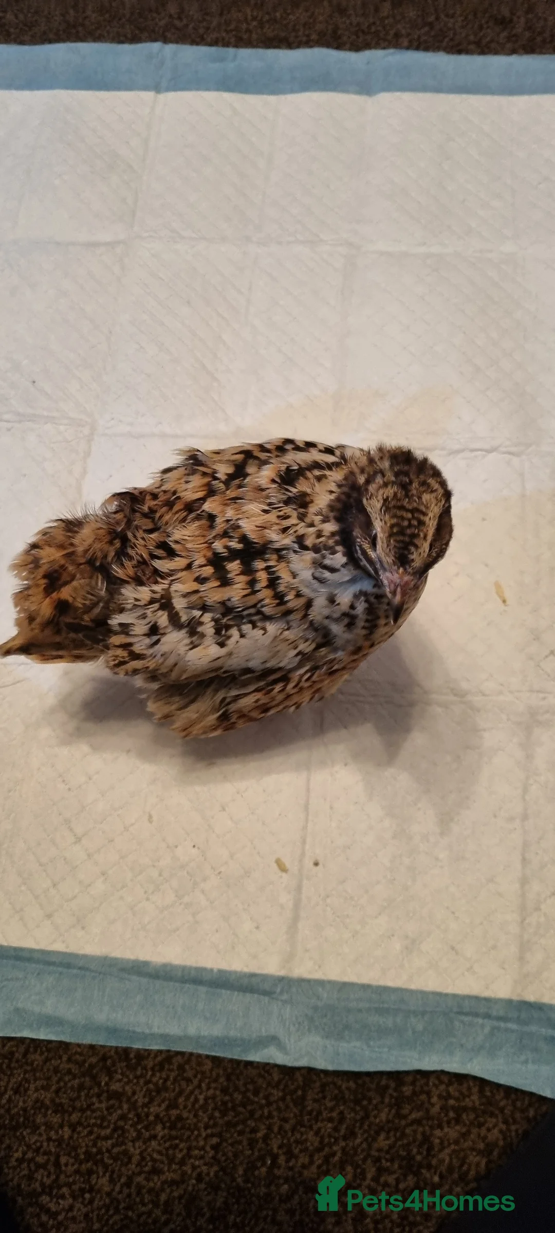 Quail poultry for sale: Coturnix quail chics and hatching eggs  - Advert 6