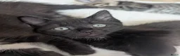 Mixed Breed cats for sale: READY- 1 BOY LEFT Maine Coon x British Shorthair - Advert 18
