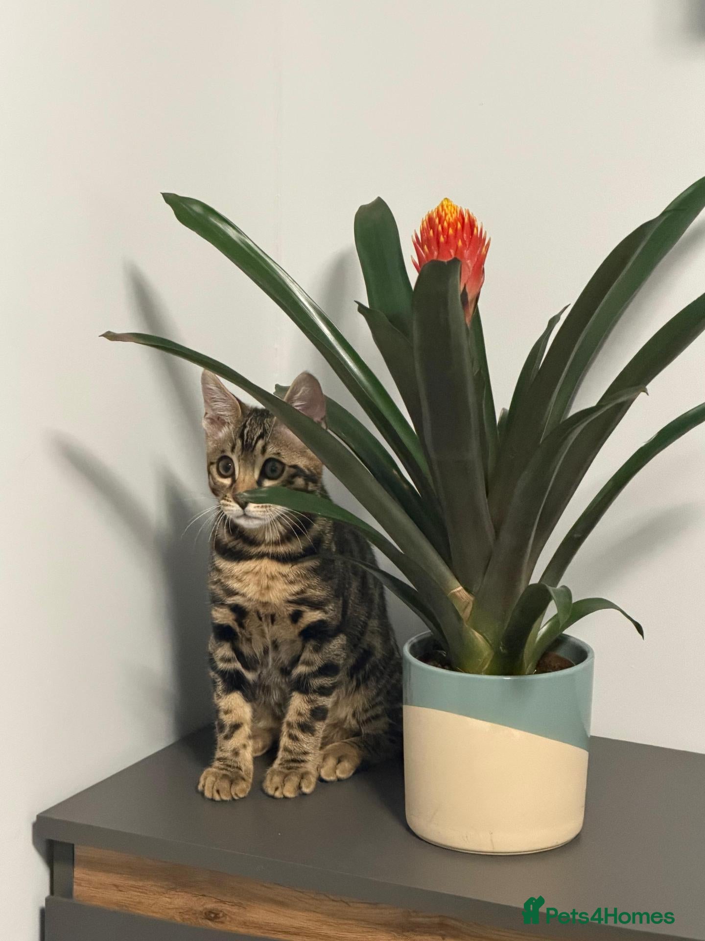 Bengal cats Last Bengal Boy Ready for forever Homes 🥰 - Advert 1