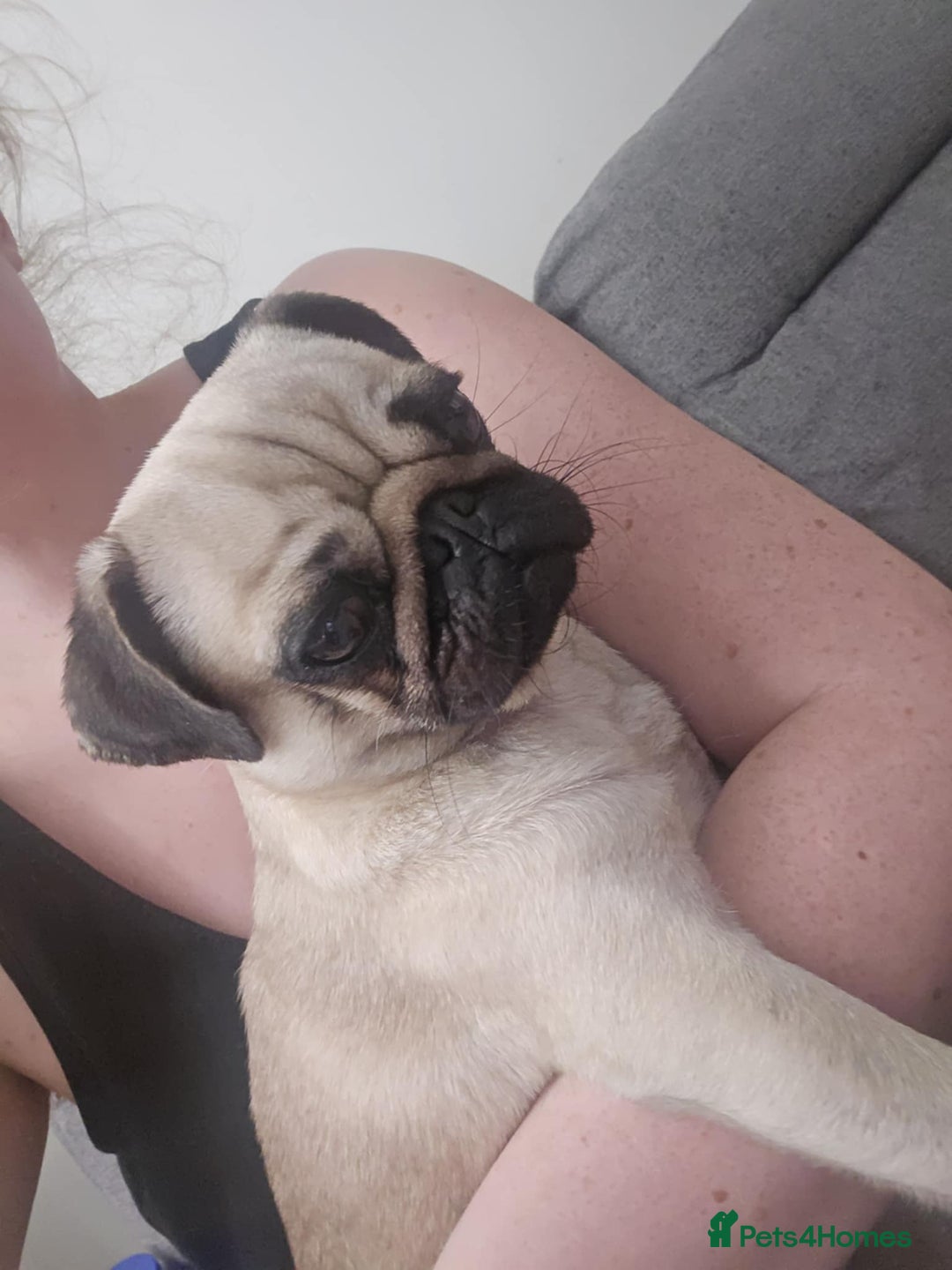 Pug dogs for sale: Betsy Pug - Image 2