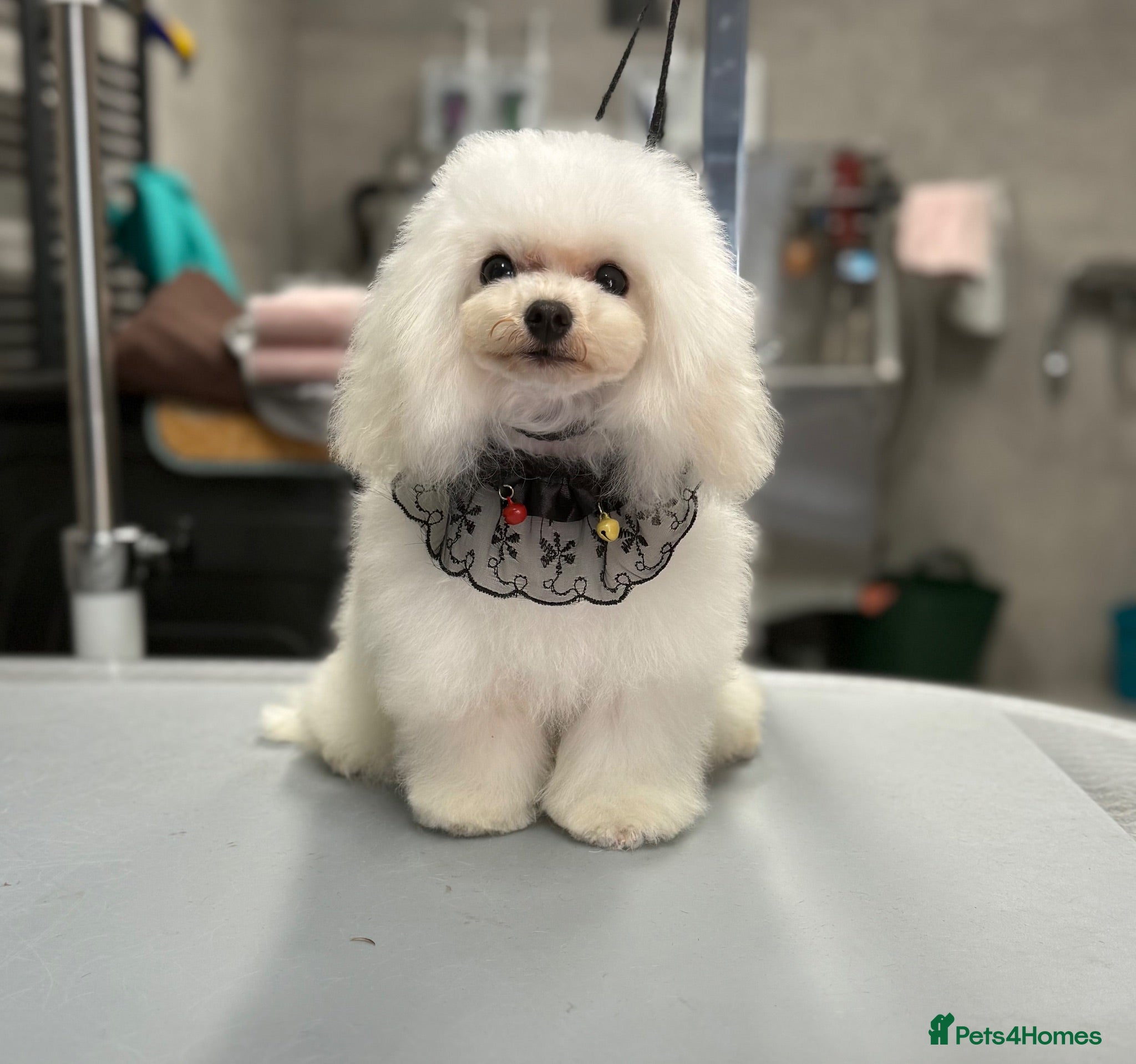 Toy Poodle dogs Tiny Extreme party silver boy for stud - Advert 1
