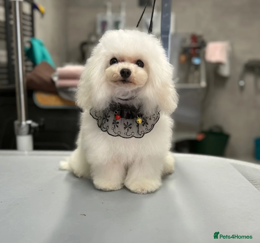 Toy Poodle dogs for stud: Tiny Extreme party silver boy for stud - Advert 1