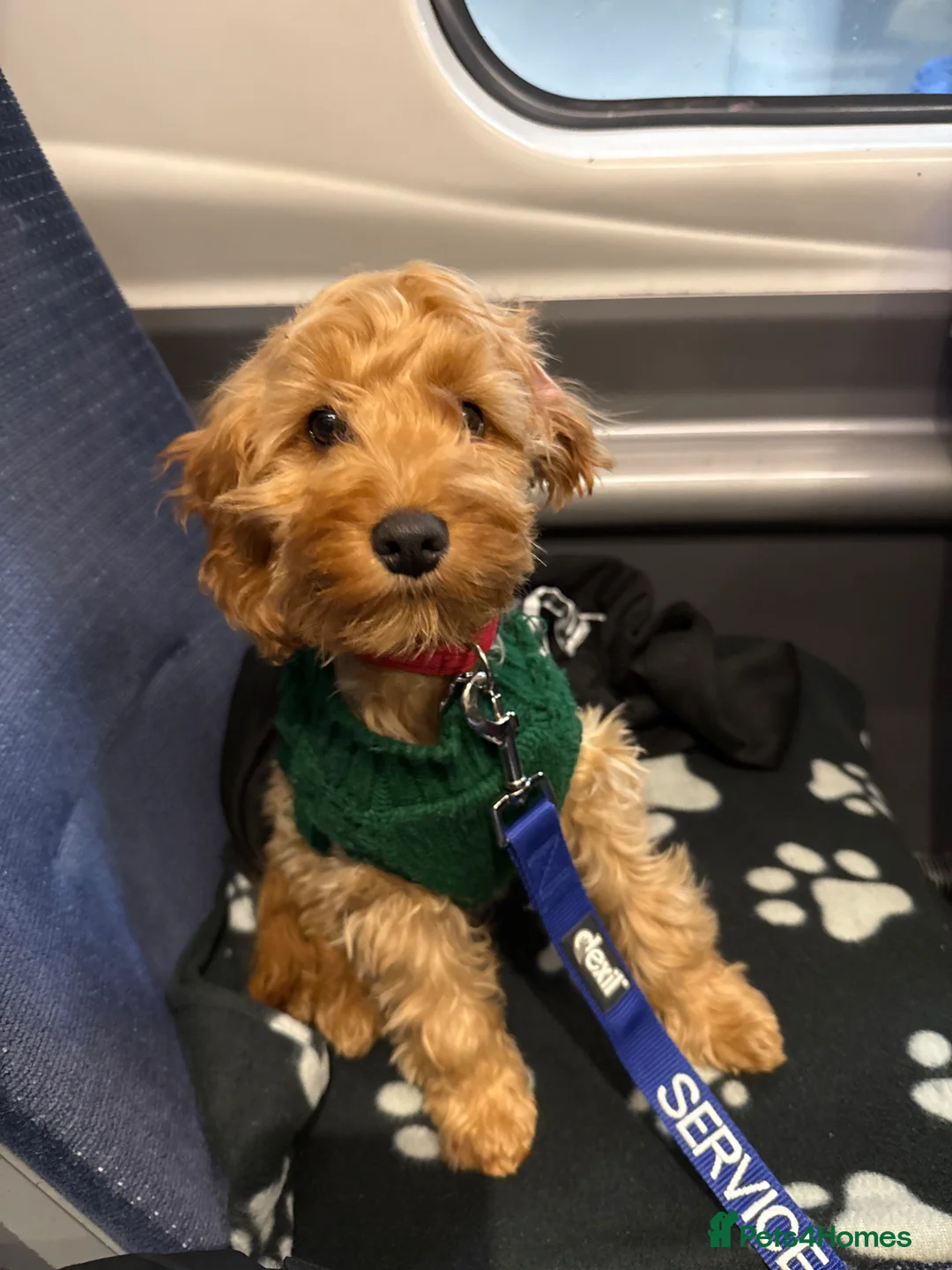 Cockapoo dogs for sale: Toy Cockerpoo looking for a loving committed home  - Advert 1