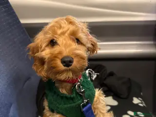 Cockapoo dogs Toy Cockerpoo looking for a loving committed home - Advert 11