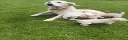 Golden Retriever dogs for sale: K C registered Golden retriever puppies  - Advert 2