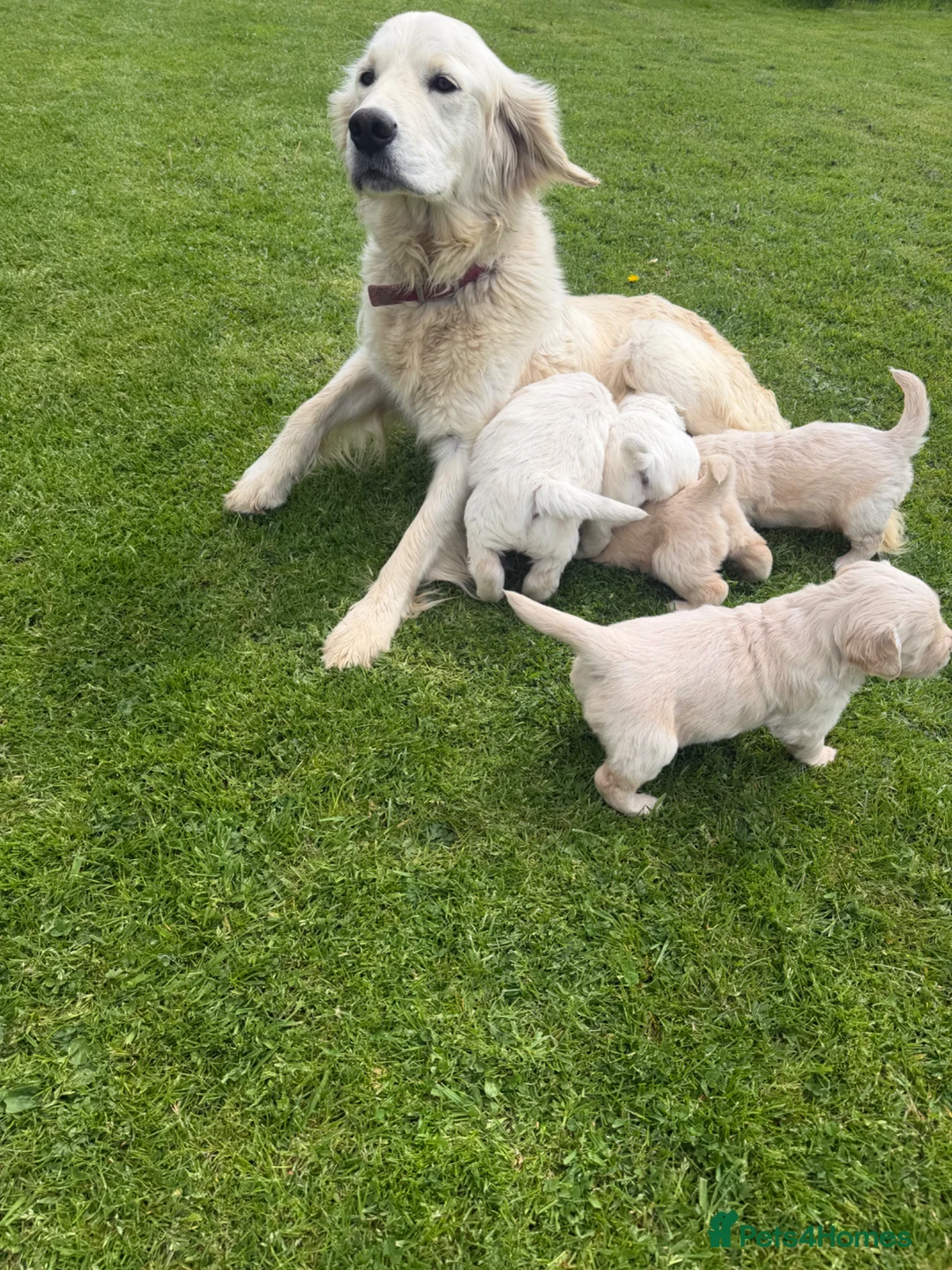 Golden Retriever dogs for sale: K C registered Golden retriever puppies  - Advert 2