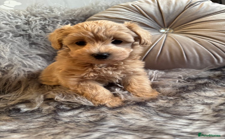 Maltipoo dogs - Advert 5