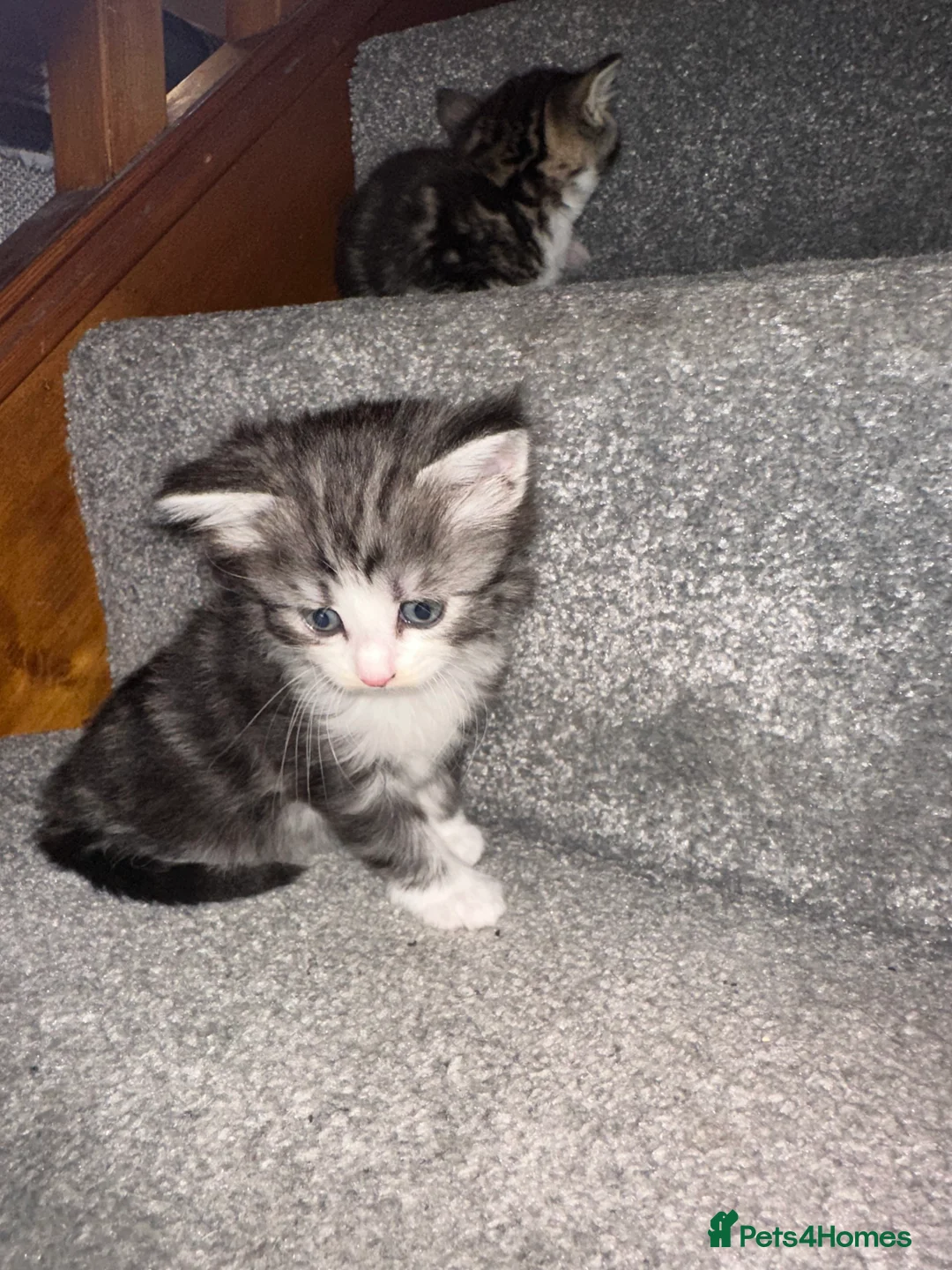 Norwegian Forest Cat cats for sale: Cross Norwegian forest kittens  in Manchester - Advert 2