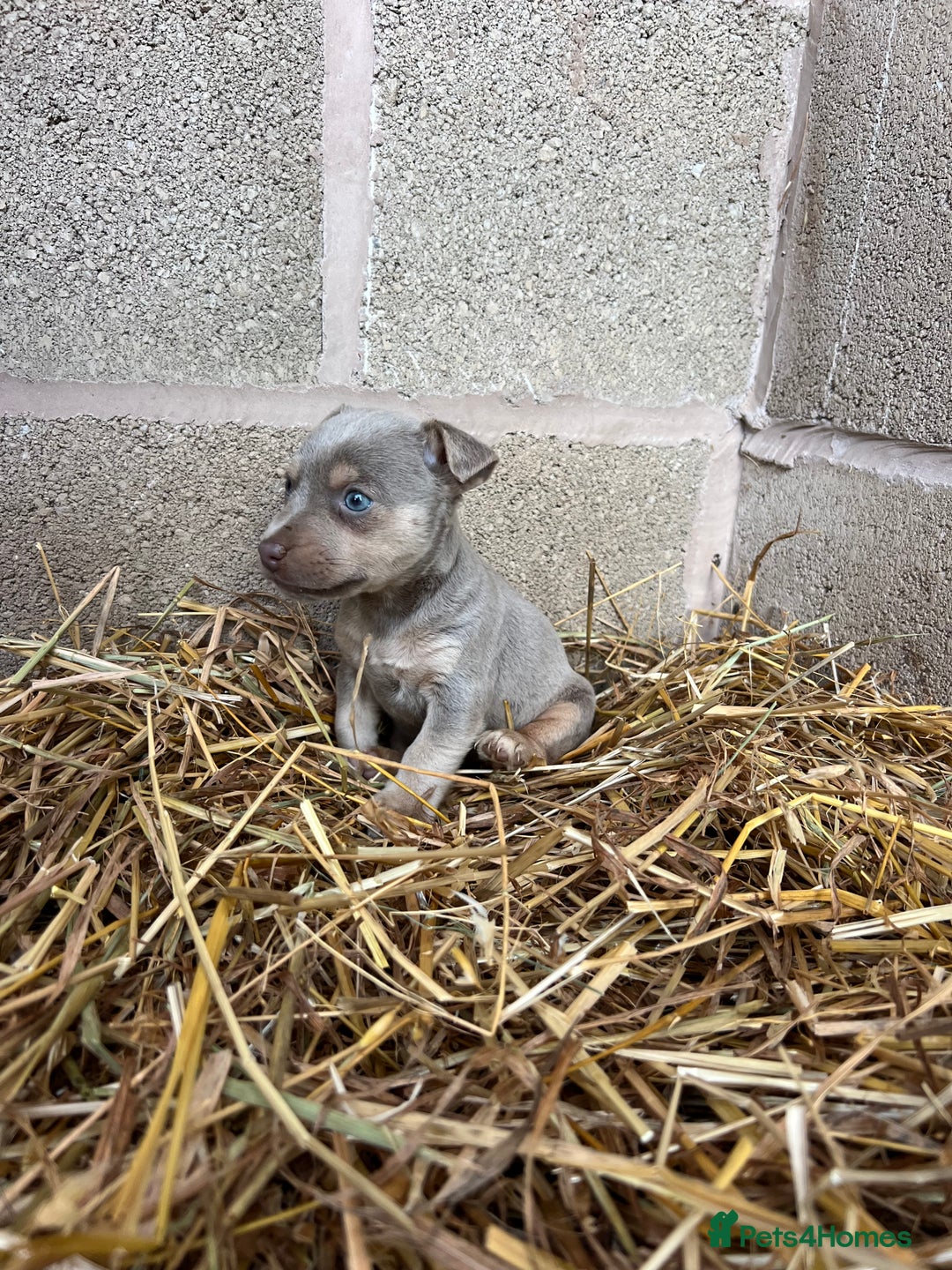 Jack Russell dogs for sale: Lilac & Tan Miniature Jack Russel  - Image 5