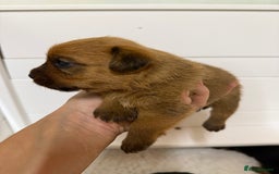 Norfolk Terrier dogs for sale: Norfolk Terriers for sale 🐶 - Image 17