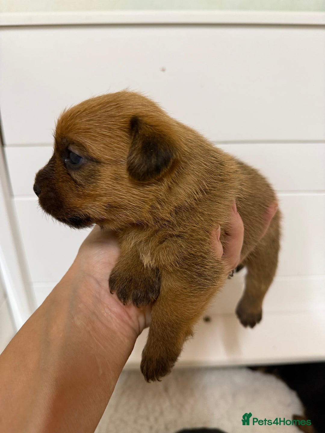 Norfolk Terrier dogs for sale: Norfolk Terriers for sale 🐶 - Image 17