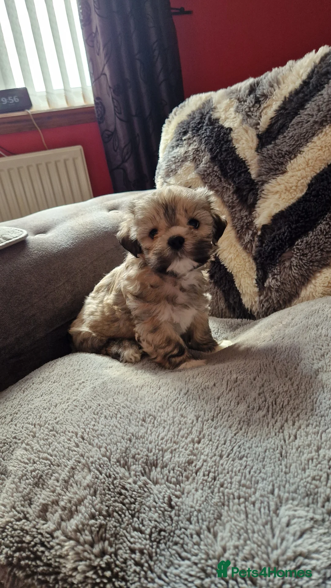 Lhasa Apso dogs for sale: Lhasa apso in Castleford - Advert 2