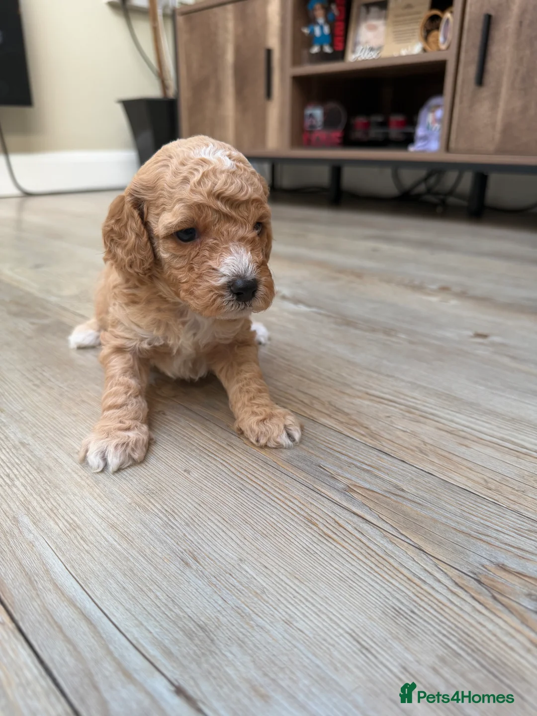 Cavapoo dogs for sale: Cavapoo puppies  - Advert 8
