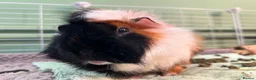 Guinea Pig rodents for sale: 2 Male Guinea Pigs - Advert 2