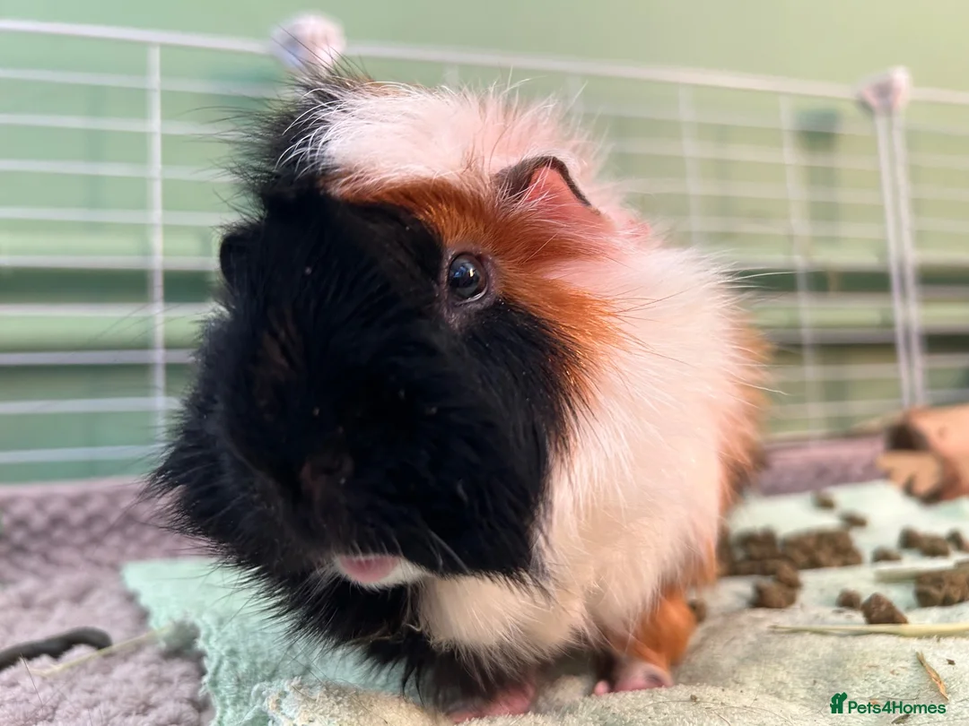 Guinea Pig rodents for sale: 2 Male Guinea Pigs - Advert 2