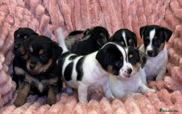 Jack Russell dogs for sale: Quality litter of beautiful Jack Russell puppies  - Image 5