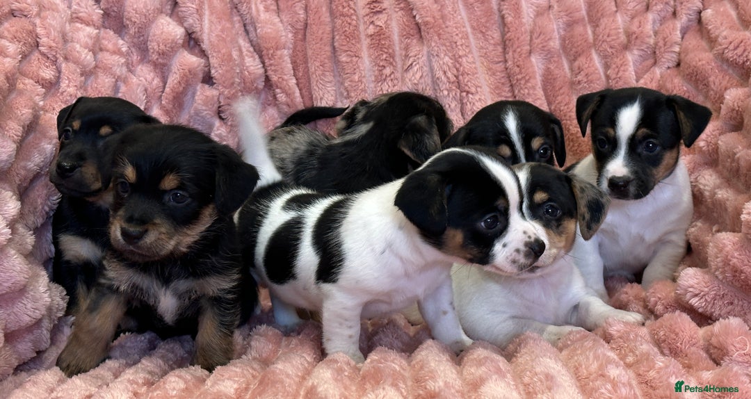 Jack Russell dogs for sale: Quality litter of beautiful Jack Russell puppies  - Image 5