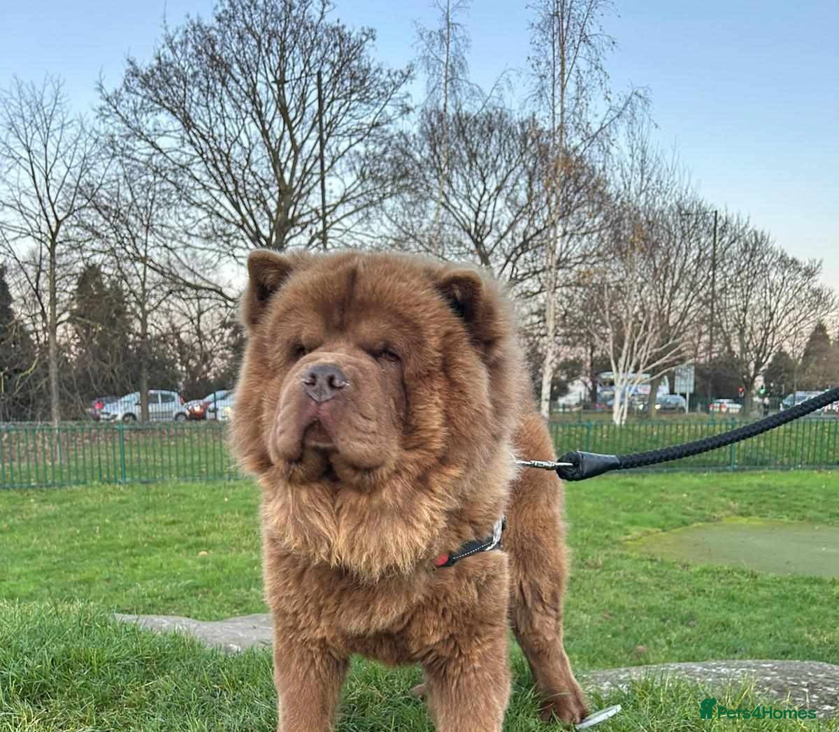 Chow Chow dogs KC CHOW - Advert 7