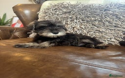 Miniature Schnauzer dogs for sale: Miniature Schnauzer Puppies  - Image 3