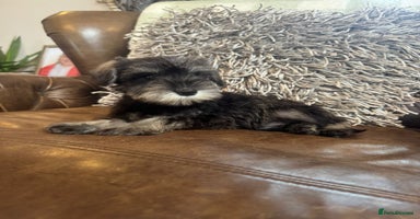 Miniature Schnauzer dogs - Advert 4