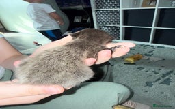Mixed Breed cats for sale: 3 Gorgeous Girls - Image 9