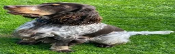 Cocker Spaniel dogs for sale: Stunningly beautiful spaniels  - Advert 27