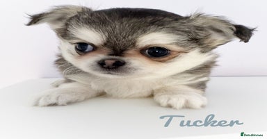 Chihuahua dogs - Advert 4