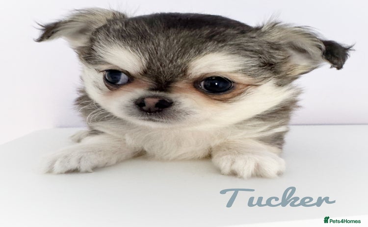 Chihuahua dogs - Advert 11