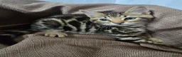Mixed Breed cats for sale: Beautiful Bengal × British Shorthair Kittens - Advert 4