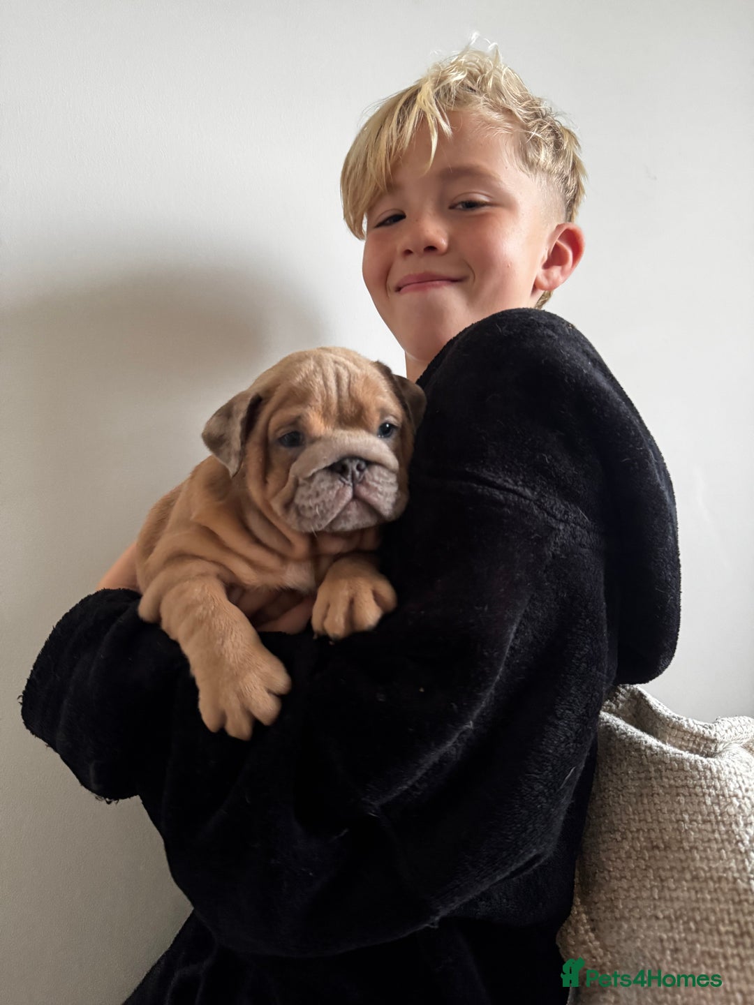 English Bulldog dogs for sale: Stunning litter of coloured Bulldogs home reared - Advert 16