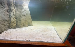 Discus fish for sale: 5 foot solid oak Fish Tank with Sump - Advert 5