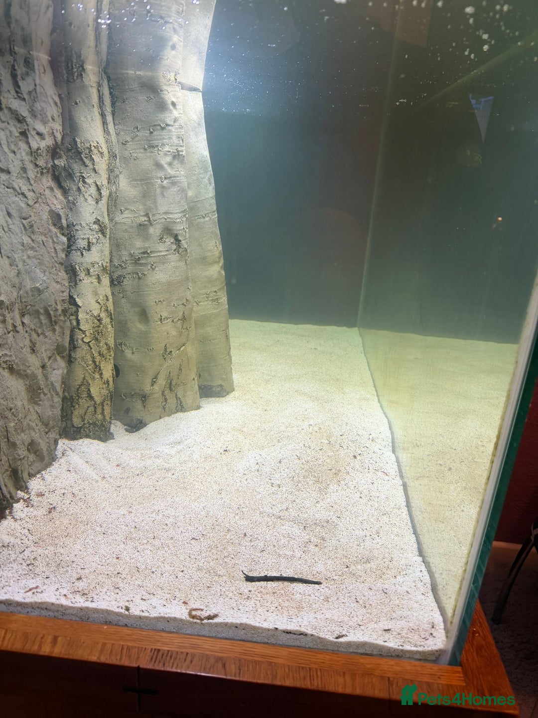 Discus fish for sale: 5 foot solid oak Fish Tank with Sump - Advert 5