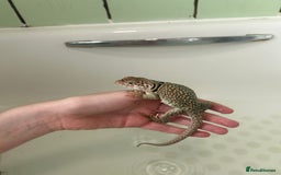 Lizard reptiles for sale: 3 beautiful collared lizards  with cage  - Image 10
