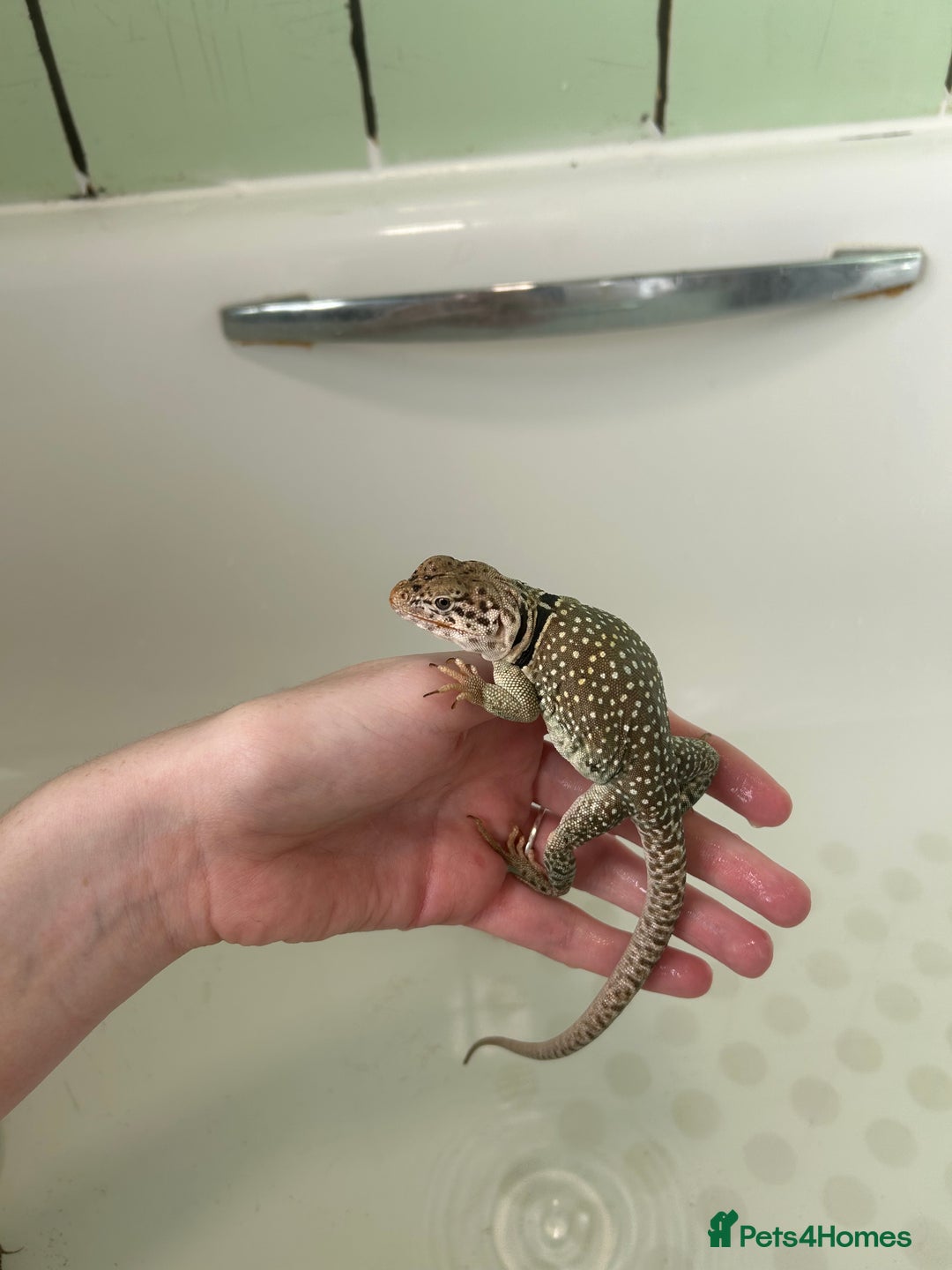 Lizard reptiles for sale: 3 beautiful collared lizards  with cage  - Image 10