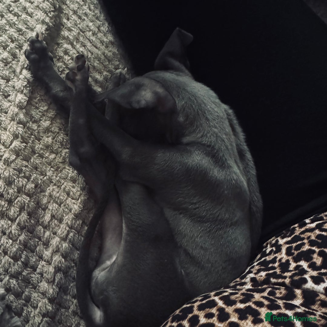 Italian Greyhound dogs for sale: Unfortunate resale due to allergies - Advert 4