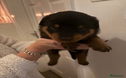 Rottweiler dogs for sale: Rottweiler Puppies  - Image 5
