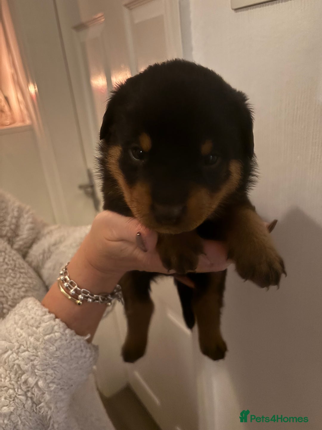 Rottweiler dogs for sale: Rottweiler Puppies  - Image 5
