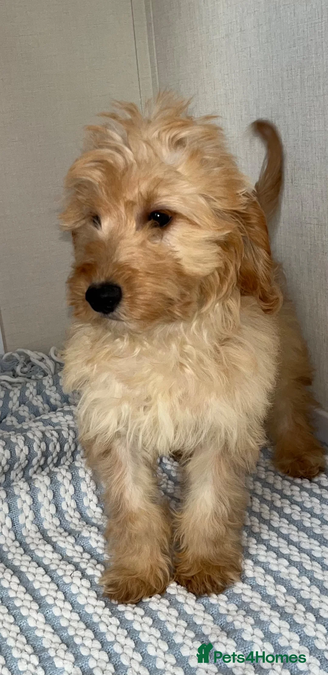 Cockapoo dogs for sale: Pra clear toy cockapoos puppies for sale in Basildon - Advert 7