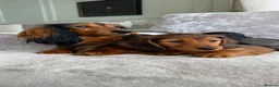 Miniature Dachshund dogs for sale: Ready Now 3 Boys Mini Long hair boysKc registered  - Advert 7