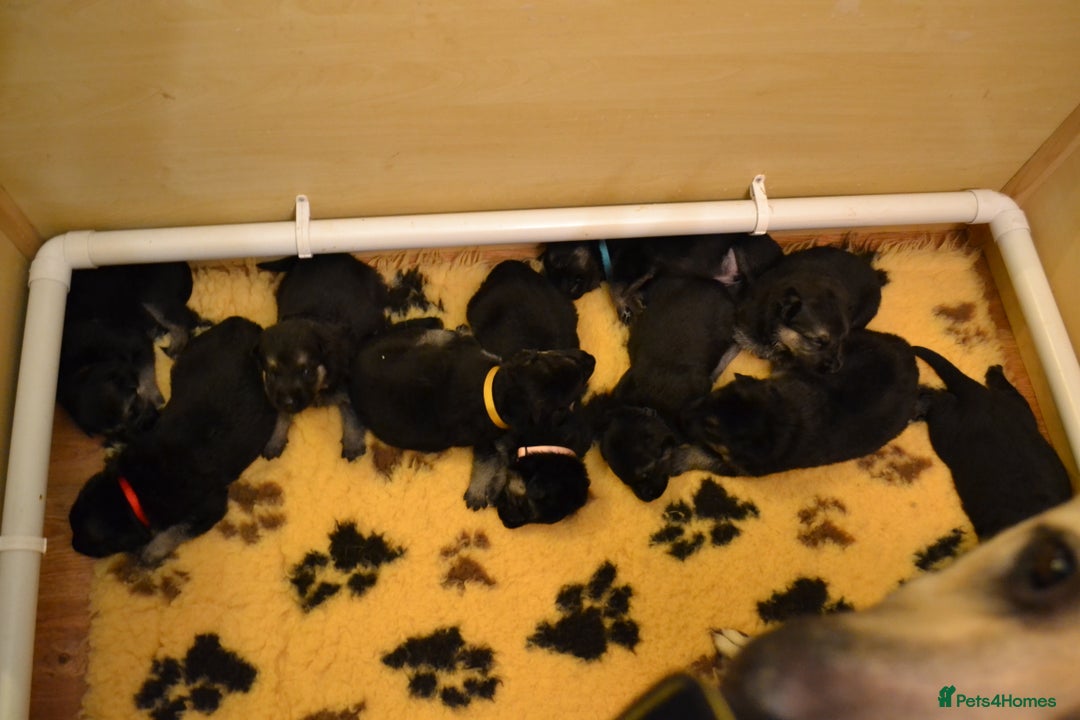 German Shepherd dogs for sale: ⚡RARE EAST EUROPEAN SHEPHERD PUPPIES AVAILABLE⚡ - Image 23