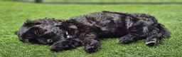Cockapoo dogs for sale: Pretty little princess. - Advert 6