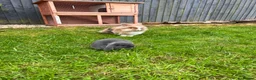 Lionhead rabbits for sale: Lionhead Male and Dwarf Lop Female  in Shrewsbury - Advert 2