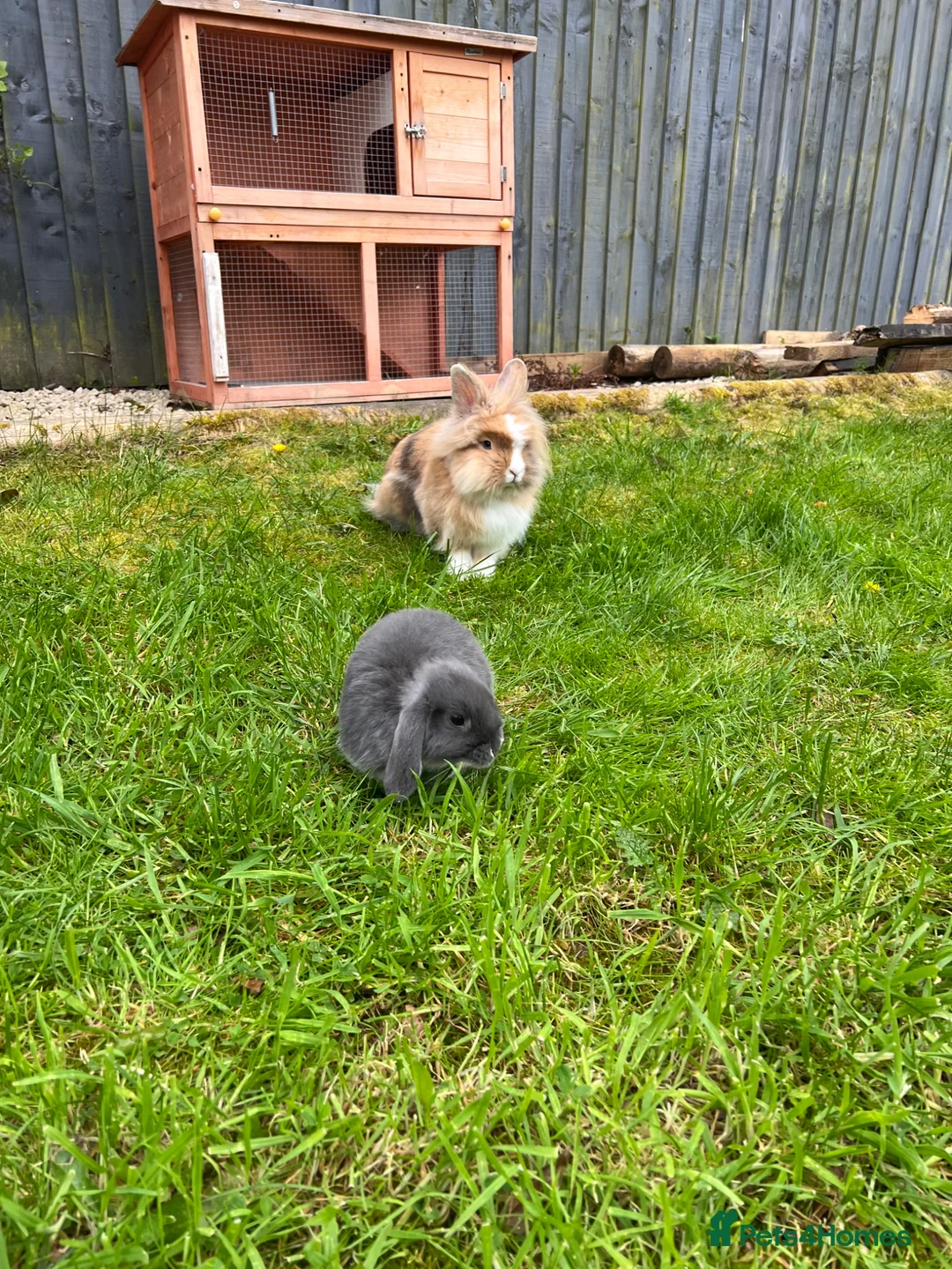 Lionhead rabbits for sale: Lionhead Male and Dwarf Lop Female  in Shrewsbury - Advert 2