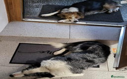 Mixed Breed dogs for sale: 2Males Beautiful puppies left out of 7 . - Image 7